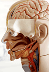 Ear nasal and throat passageways